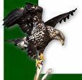 Maroc : les rapaces qui se voilent la face