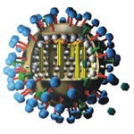 Faut-il craindre H3N8 et une pandémie de grippe canine ? 