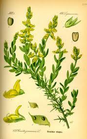 Une fleur éblouissante : le genêt couleur d'or...