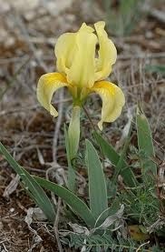 L'iris, la messagère du printemps...
