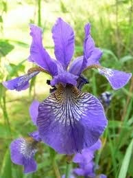 L'iris, la messagère du printemps...