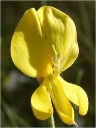 Une fleur éblouissante : le genêt couleur d'or...