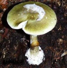 Champignons : attention aux amanites phalloïdes