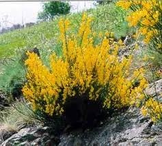 Une fleur éblouissante : le genêt couleur d'or...