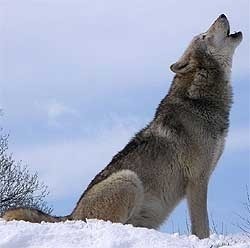 Changer notre regard sur les loups