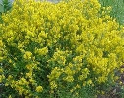 Une fleur éblouissante : le genêt couleur d'or...