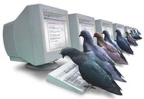 Le tout dernier drone de l'US Air Force : le pigeon