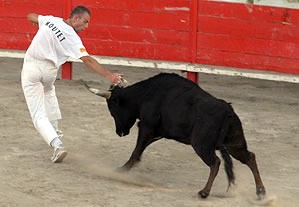 Les courses camarguaises, c'est mieux pour les taureaux !