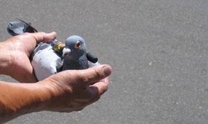 Le tout dernier drone de l'US Air Force : le pigeon