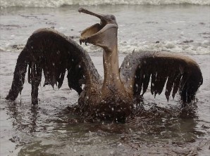 Oiseau
 petrole louisiane2