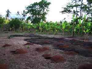 Pluriactivité et agriculture à Mayotte