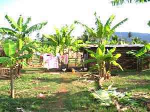 Pluriactivité et agriculture à Mayotte
