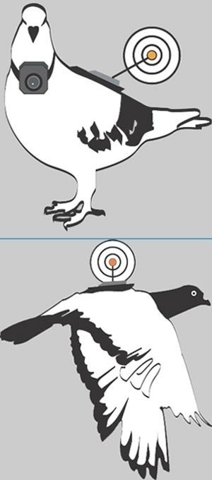 Le tout dernier drone de l'US Air Force : le pigeon