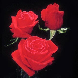 La guerre des roses