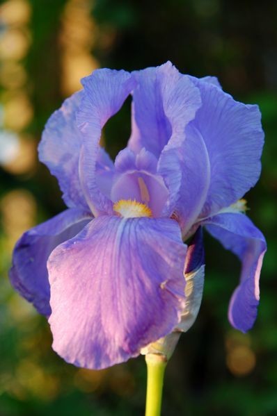 L'iris, la messagère du printemps...