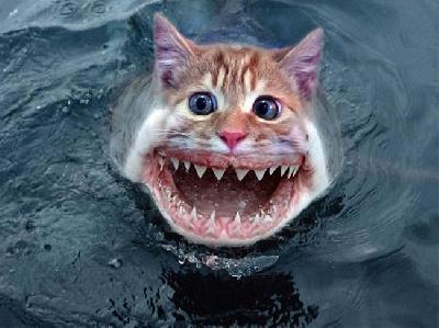 Poissons-chats