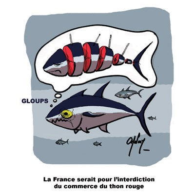 La pêche du thon rouge en question