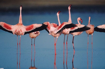 « Les Ailes pourpres », la vie en rose ou presque...