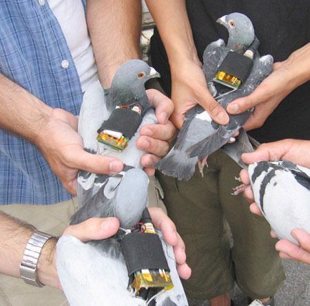 Le tout dernier drone de l'US Air Force : le pigeon