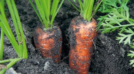 Les carottes sont cuites