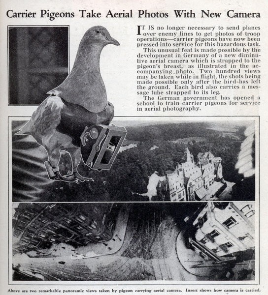 Le tout dernier drone de l'US Air Force : le pigeon