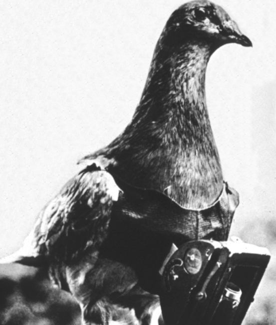 Le tout dernier drone de l'US Air Force : le pigeon