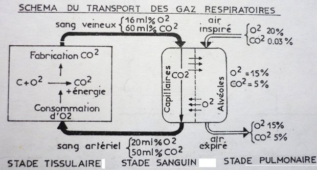 Étranglement, strangulation, asphyxie, suffocation...