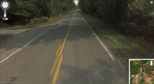 « Google a assassiné Bambi ! »