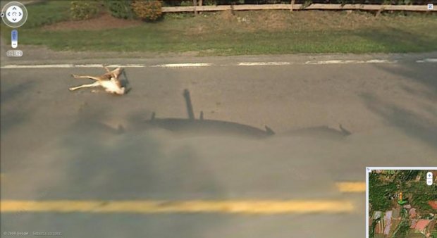 « Google a assassiné Bambi ! »