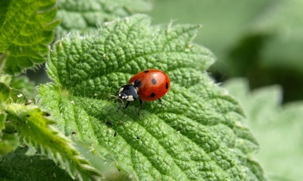 Eh oui, les insecticides ne sont pas bons pour les insectes...