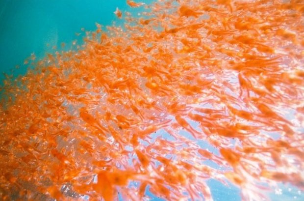 nuage de krill en Pacifique sud {JPEG}