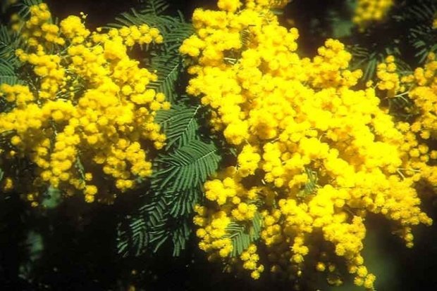 La France des oeillères est devenue une société bloquée (et moribonde ?)