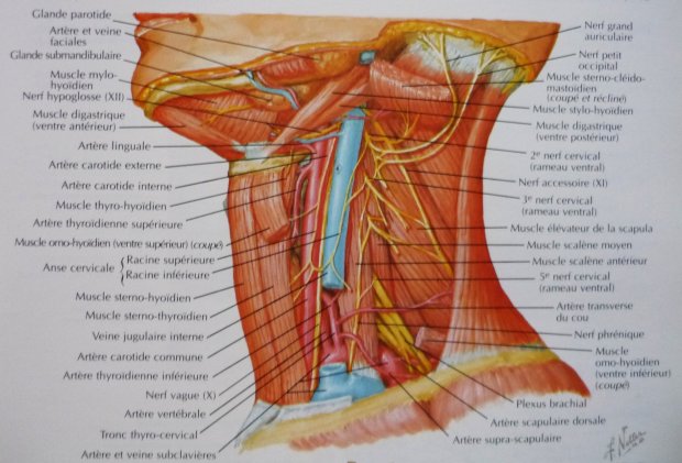 Étranglement, strangulation, asphyxie, suffocation...