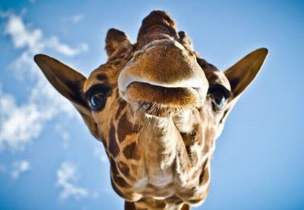 Peigner la girafe