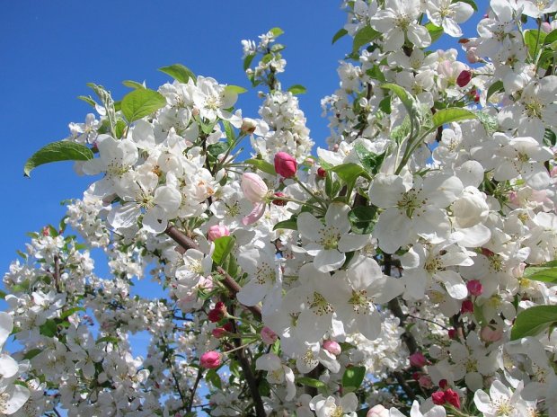 Un champ de pommiers en fleurs... Proust