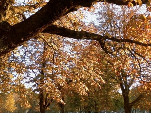 Les splendeurs de l'automne inspirent à Thoreau des descriptions incandescentes...