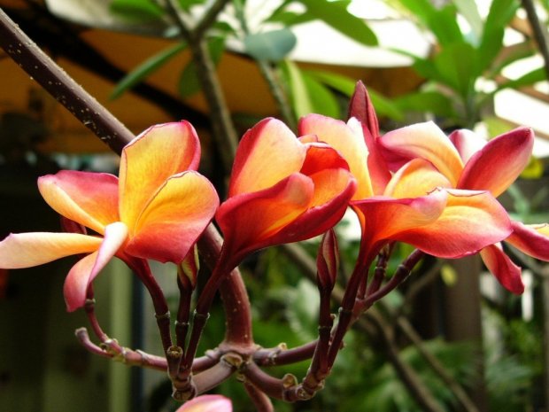 Singapour : des orchidées et des gratte-ciel