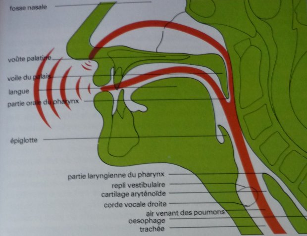 Police scientifique : la reconnaissance vocale