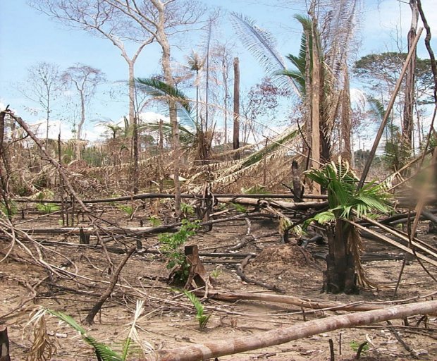 La forêt massacrée