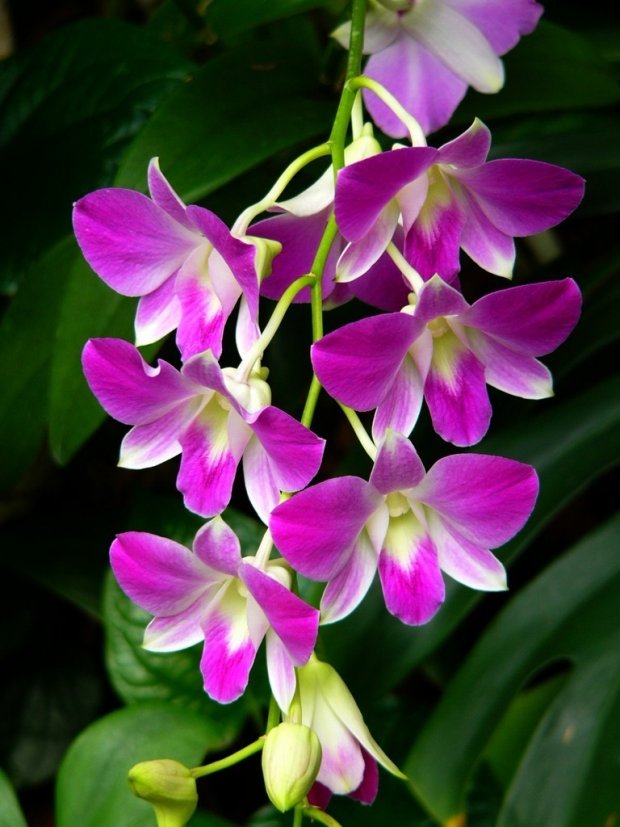 Singapour : des orchidées et des gratte-ciel
