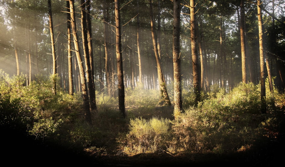 Les arbres voyagent... mais pas par plaisir !