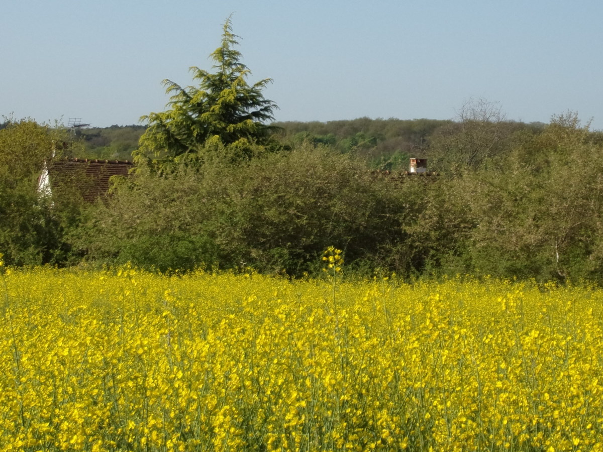 Covid 19 : le confinement nous a volé notre printemps !