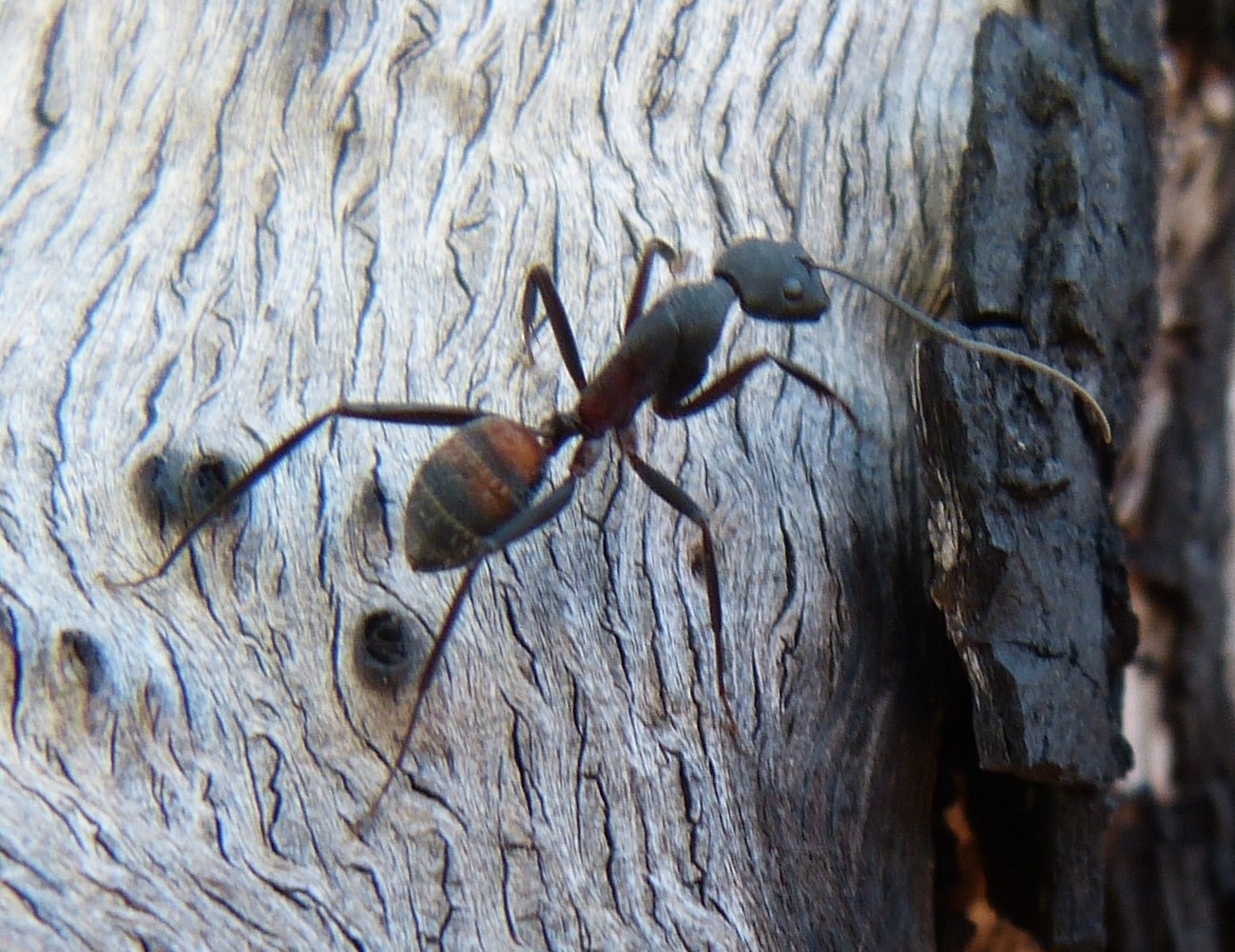 Les FOURMIS ont-elles quelque chose à nous apprendre ? Ou bien le savons-nous déjà ?