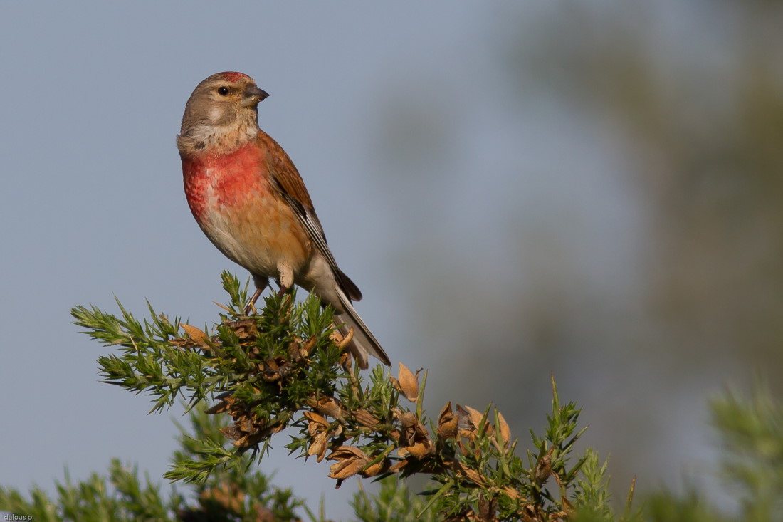 Tête de linotte