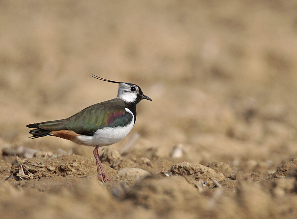 La Langue des oiseaux