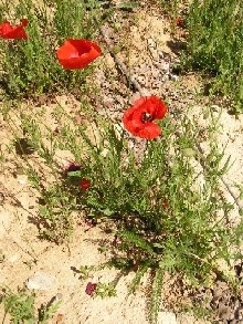 Fleur veronique rouge