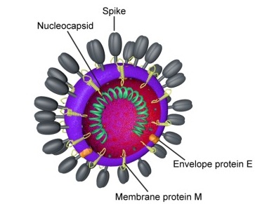 Coronavirus « 2019-nCoV », le démon de Jinping se propage et le monde a peur d'une banale bronchite