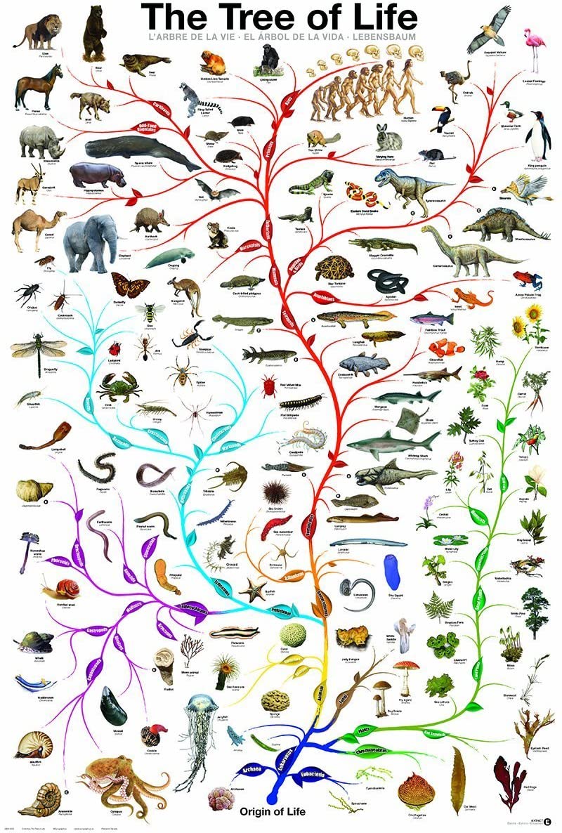 Le dépassement du darwinisme est un enjeu scientifique pour le XXIe siècle