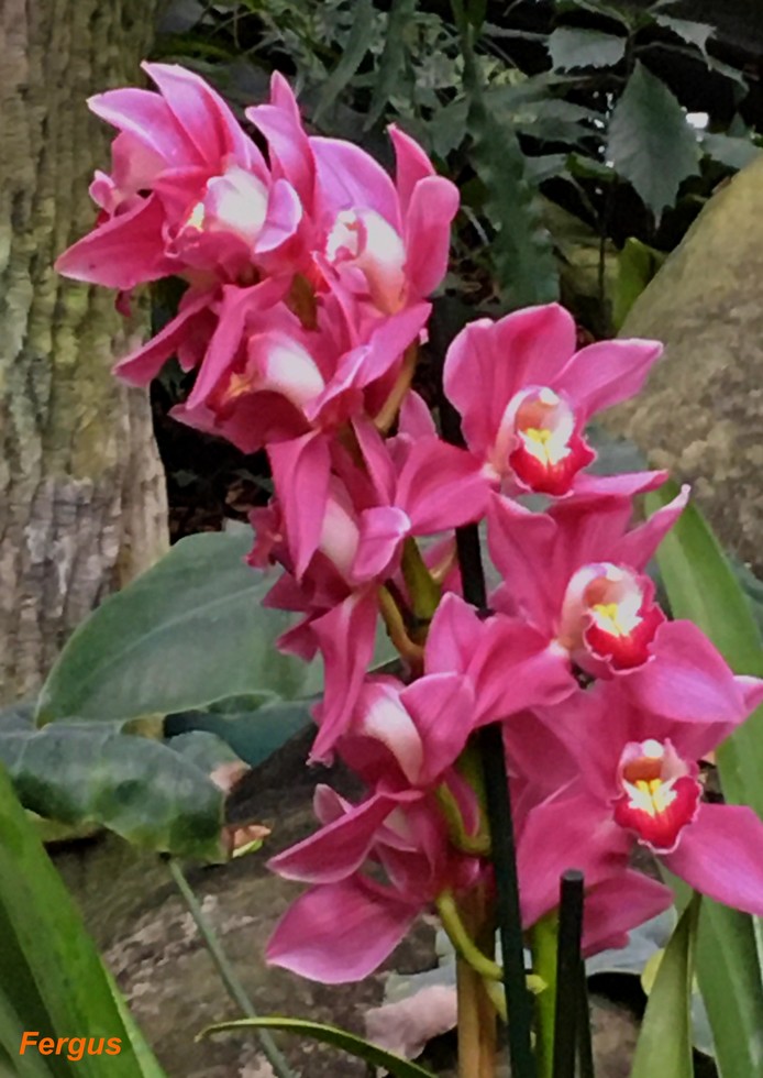 Une superbe exposition à Paris : Mille & Une Orchidées