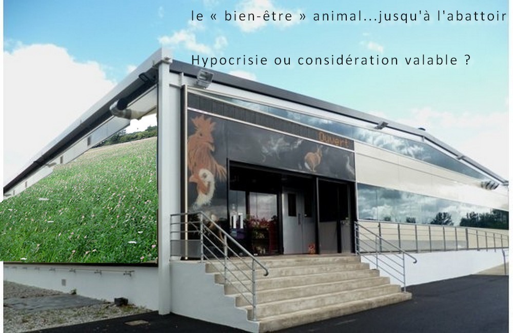 Le « bien-être » animal... jusqu'à l'abattoir ? Hypocrisie ou considération valable ?